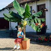 10 Dwarf Banana Cavendish Edible Fruit Non GMO Seeds